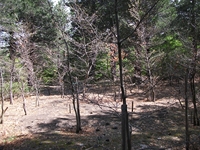 ova Gussonea-Roverella 20110529 120